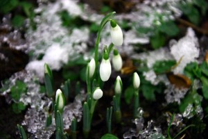 Spring Royal Oak Michigan