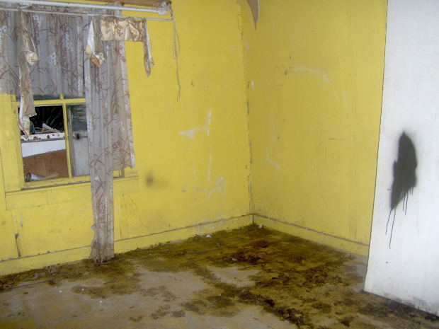 Mold Remediation Michigan