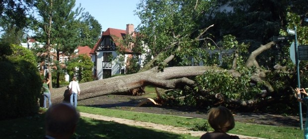 Storm Damage Fallen Tree on House Michigan