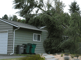 fallen tree cleanup oakland county